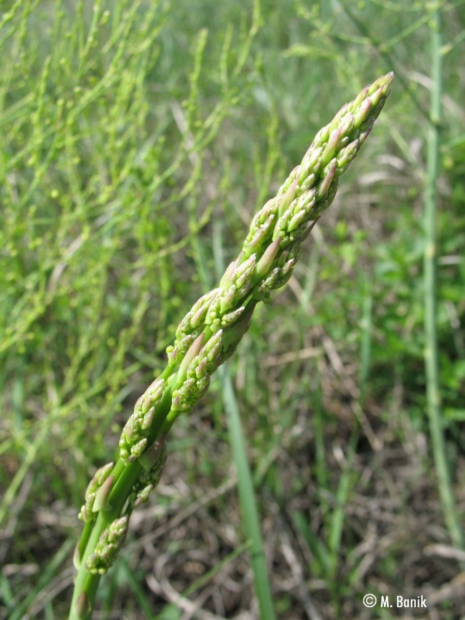 Спаржа тонколистная