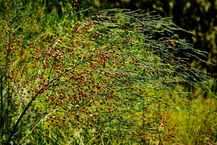 Спаржа коротколистная