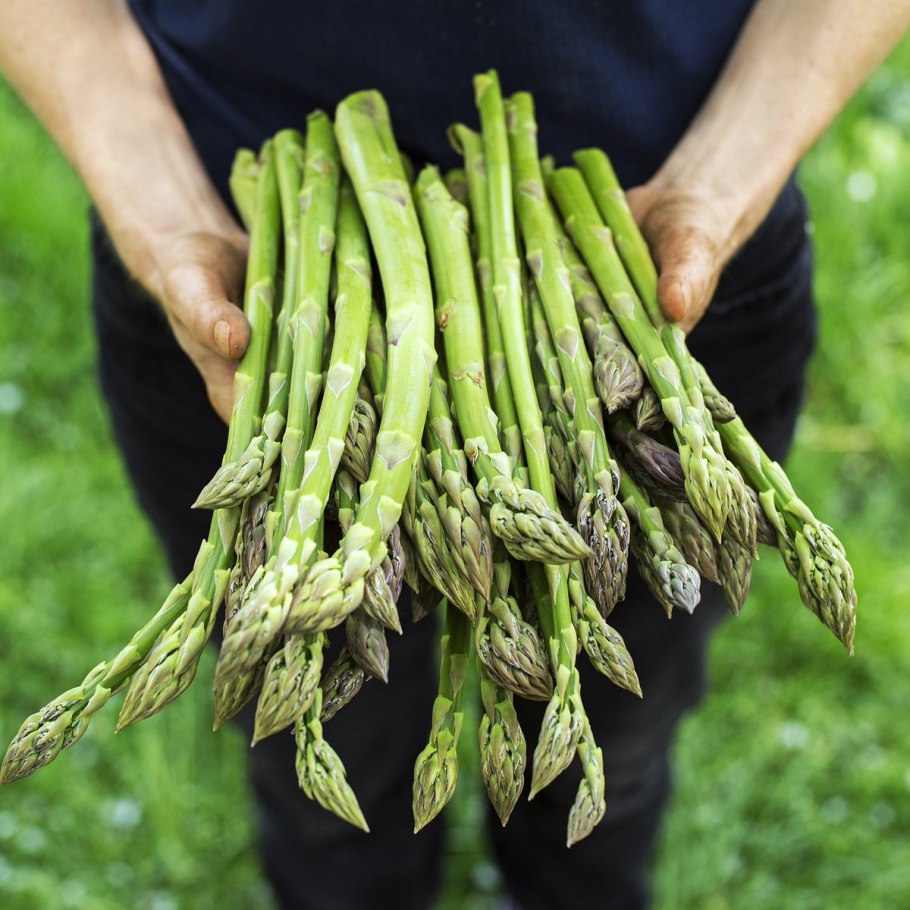 Спаржа коротколистная