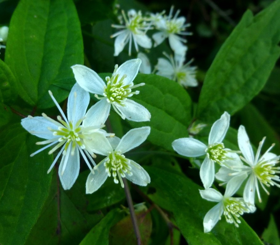 Клематис фаргезиоидес