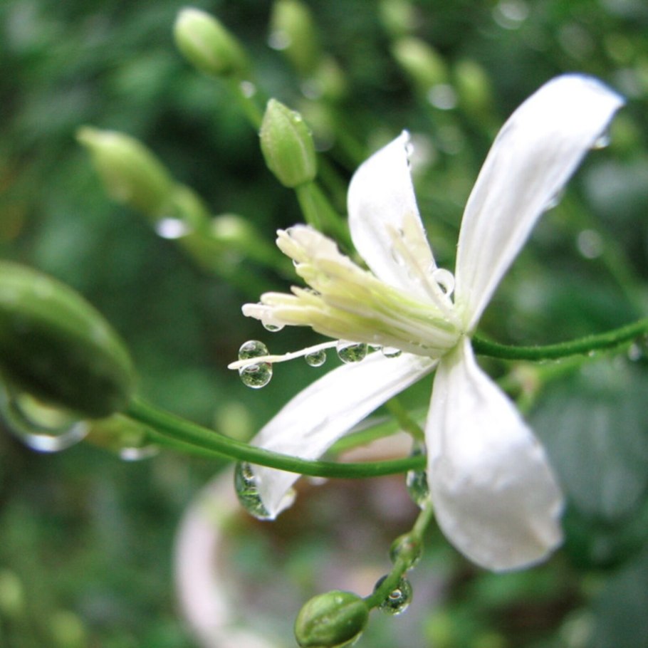 Клематис вирджиниана