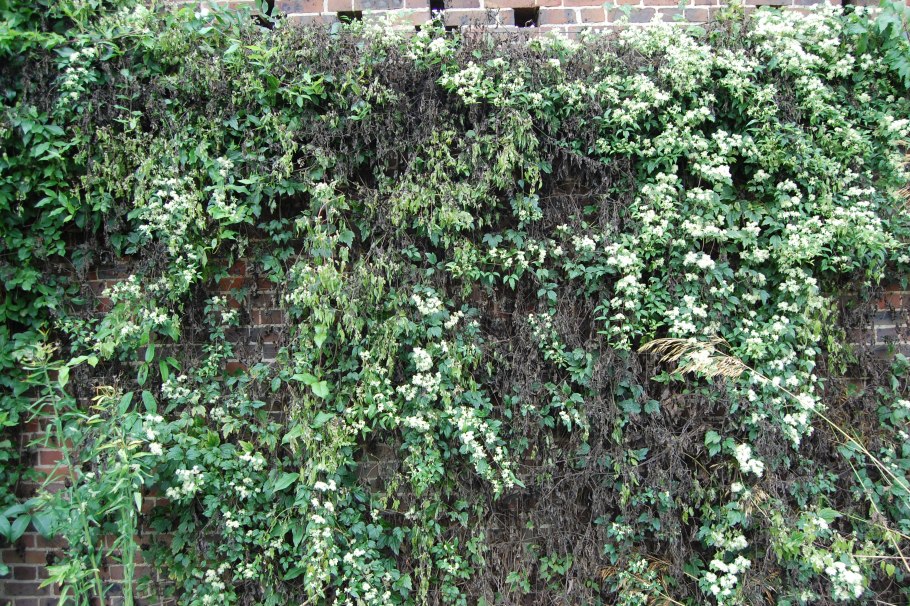 Клематис виргинский