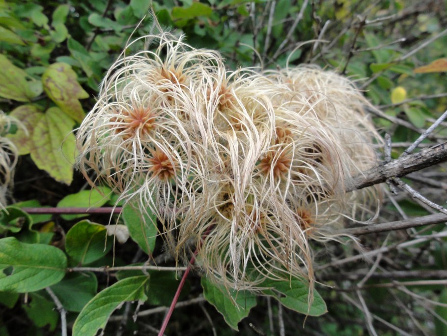 Клематис вирджиниана