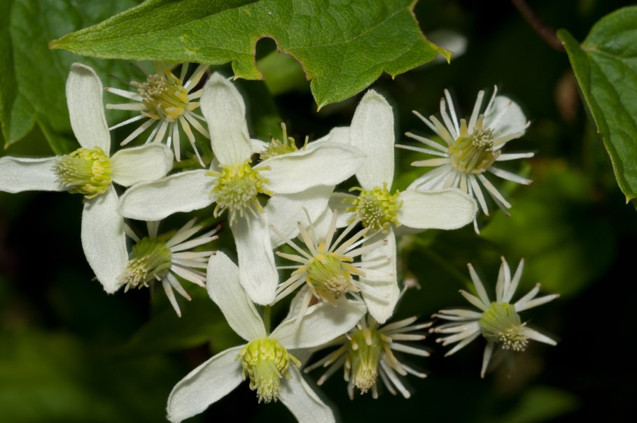 Клематис вирджиниана