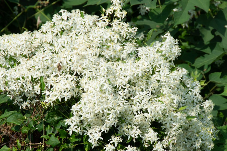 Клематис Вирджиния