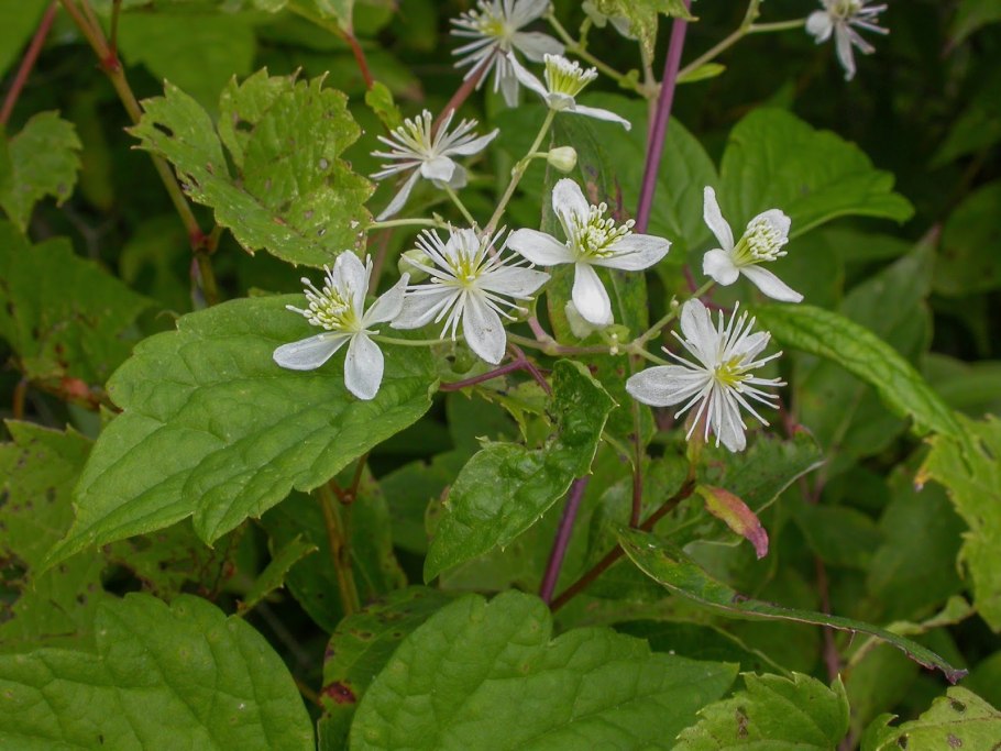 Клематис Вирджиния