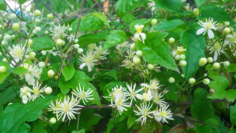 Пуховый клематис