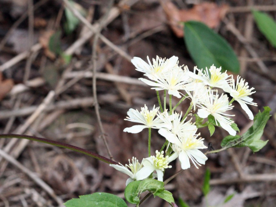 Клематис виргинский
