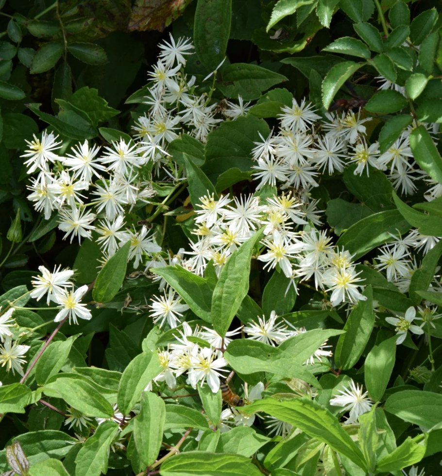 Клематис виргинский