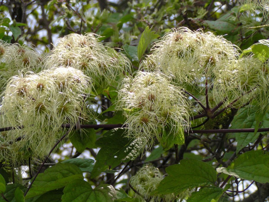 Клематис виргинский