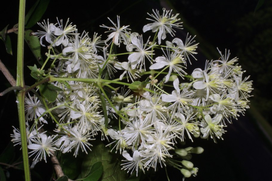 Clematis pseudoflammula