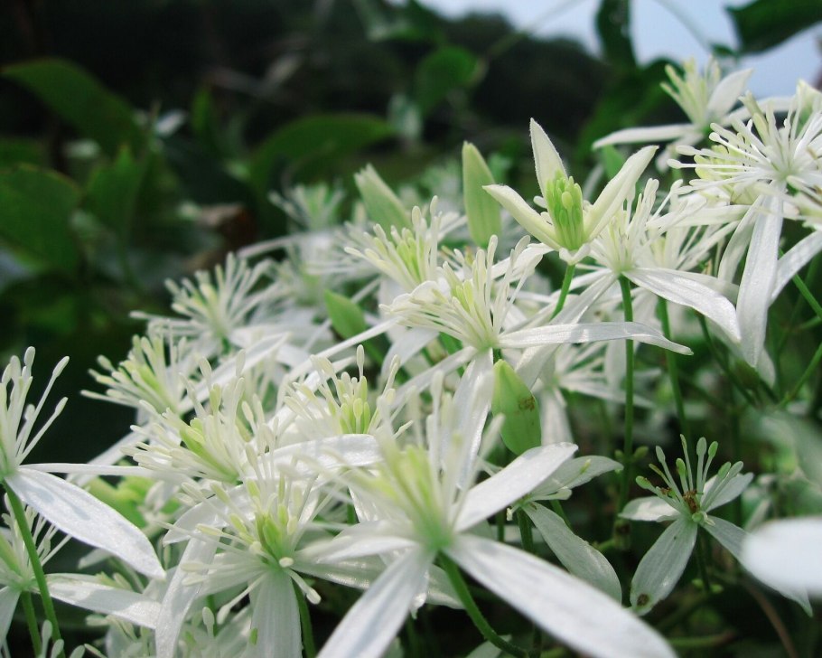 Дикий клематис Ломонос