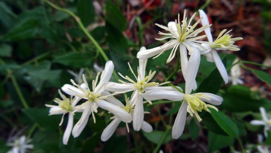 Клематис виргинский