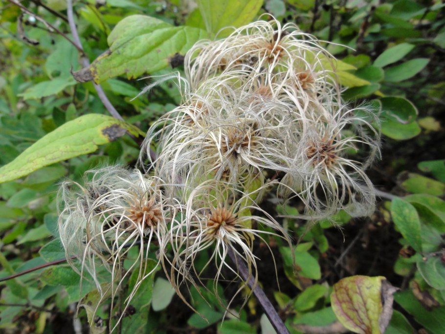 Clematis virginiana