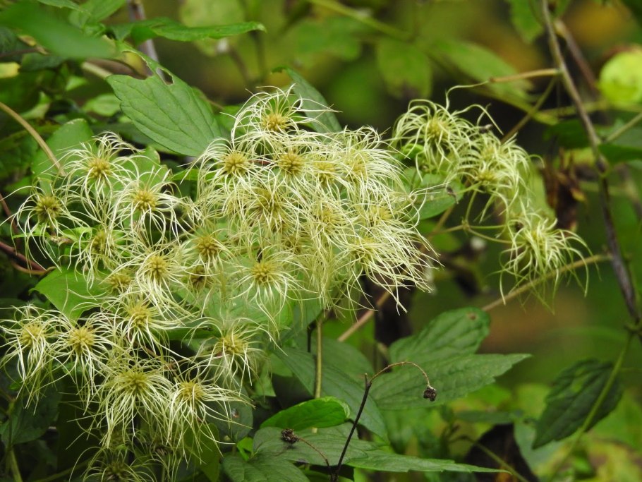 Клематис виргинский