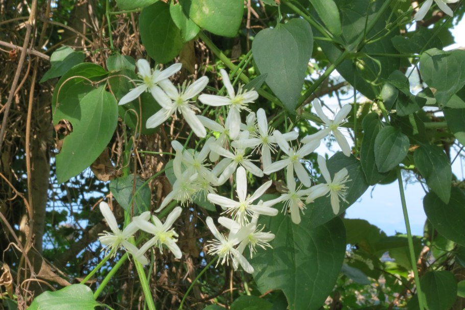 Клематис Вирджиния