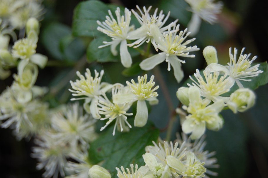 Клематис маньчжурский фламмула