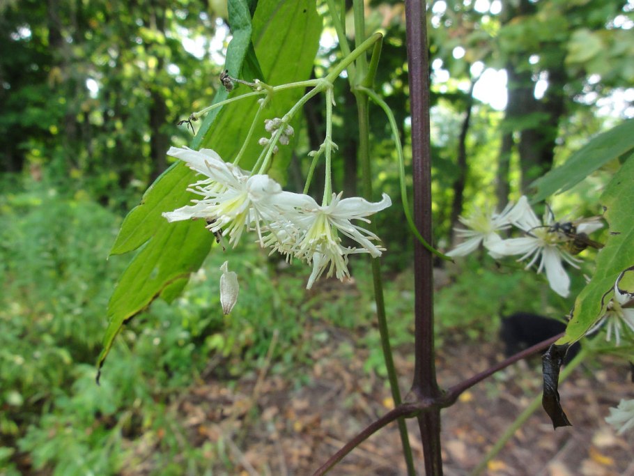 Клематис виргинский