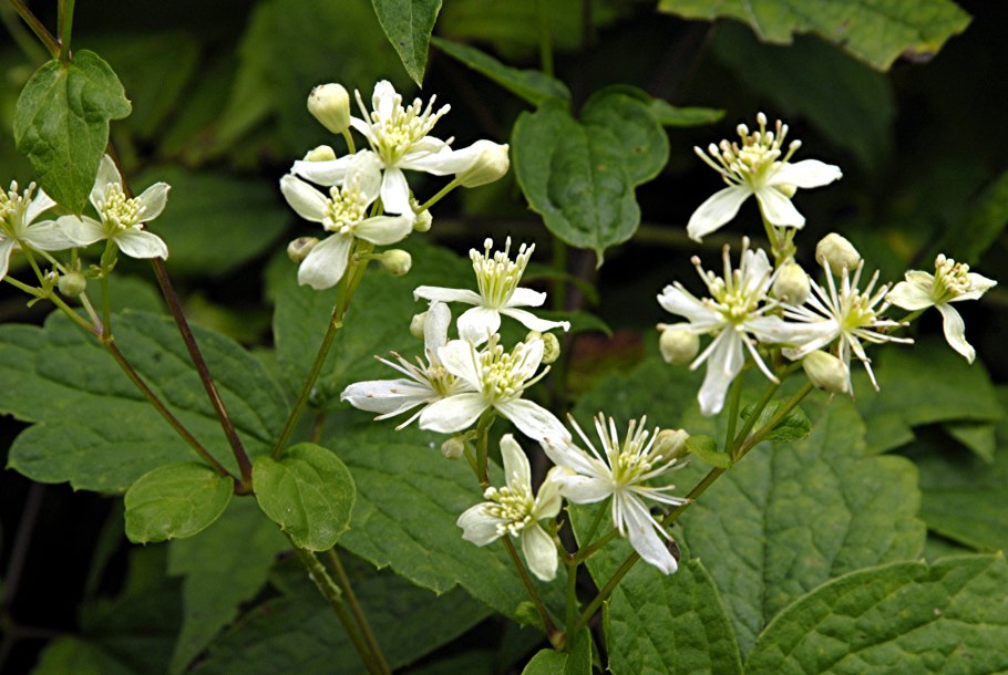 Клематис виргинский