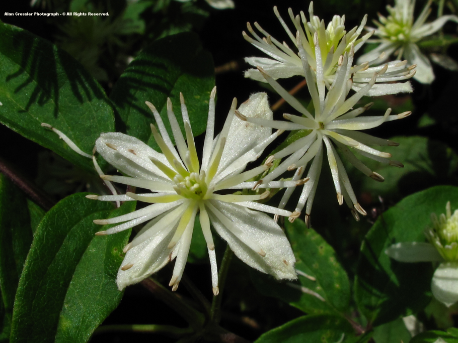 Клематис вирджиниана