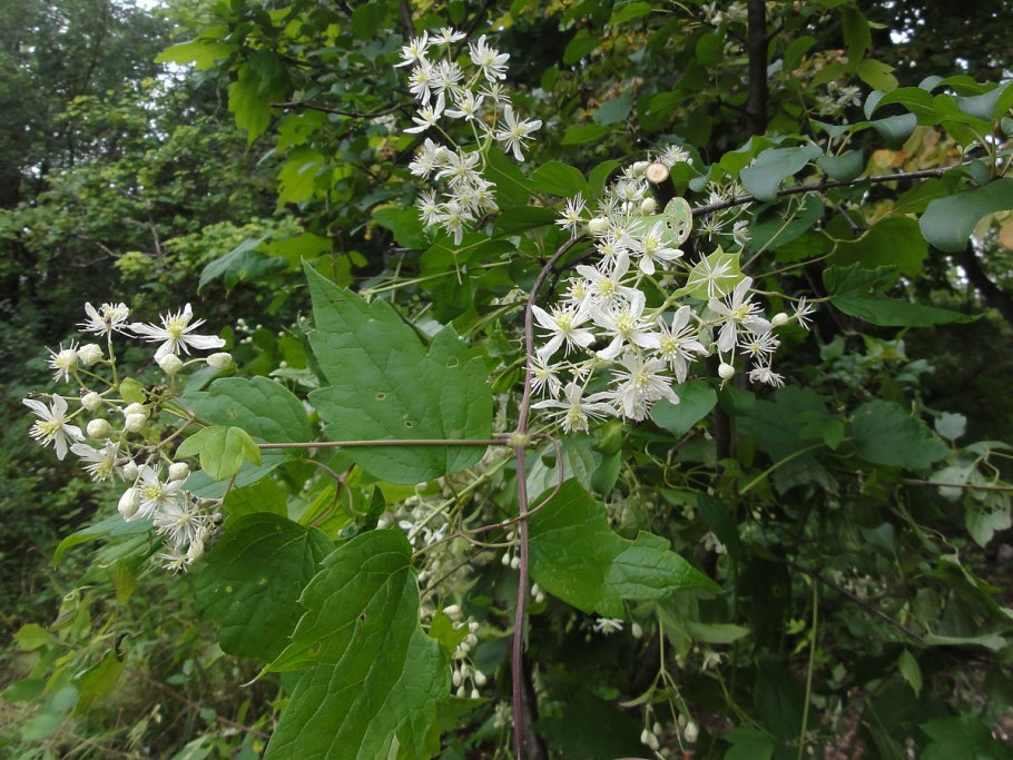 Клематис вирджиниана