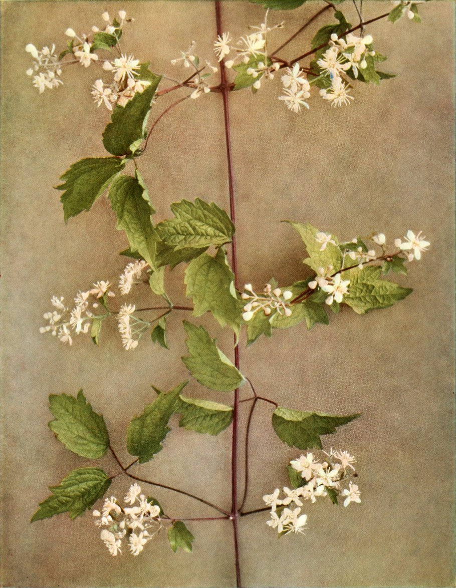 Цветок иглы дьявола