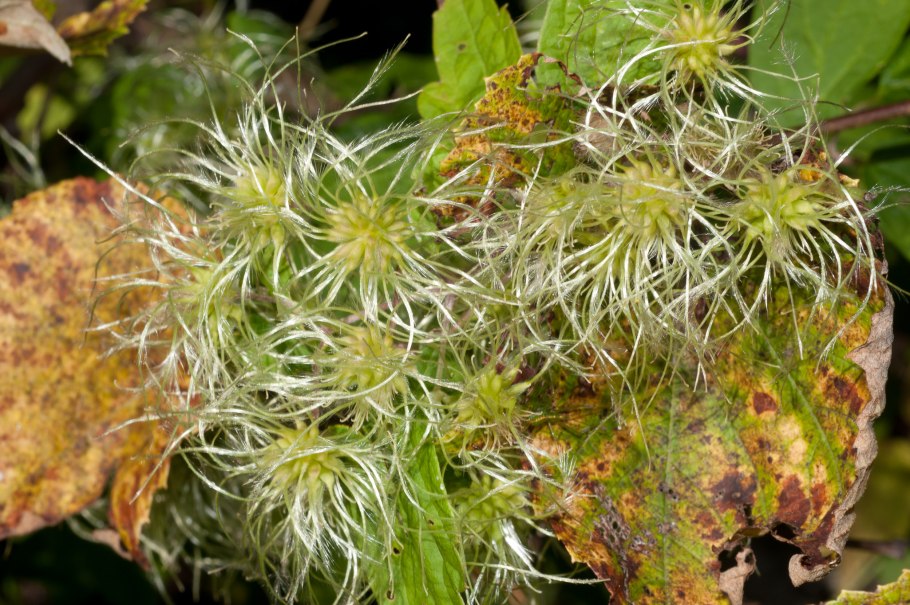 Клематис дикий