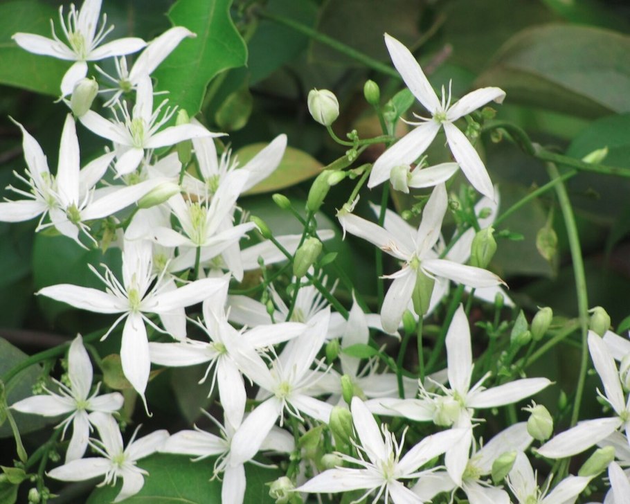 Клематис виргинский