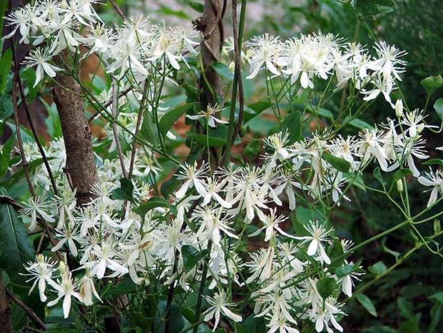 Клематис виргинский