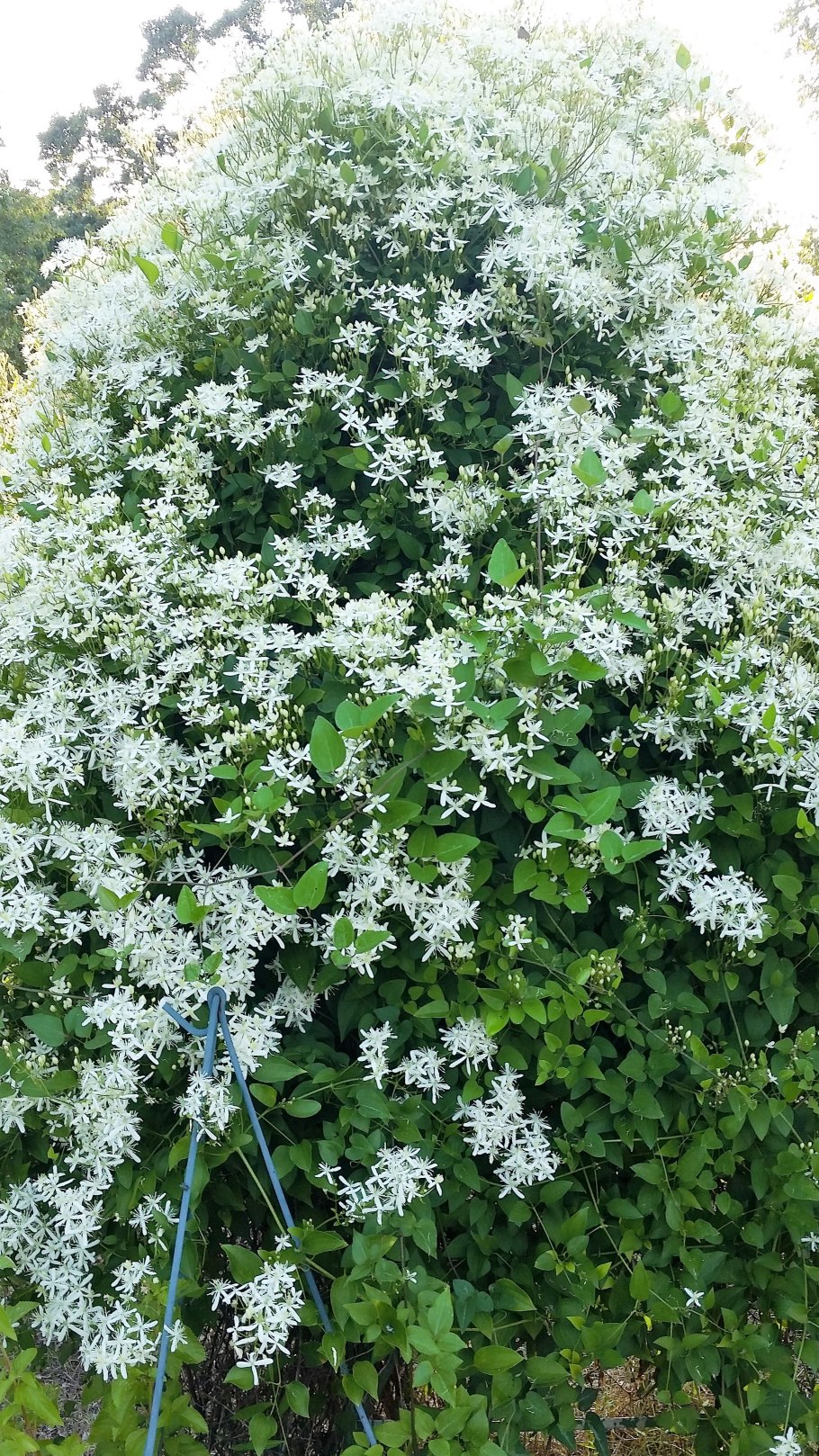 Клематис виргинский