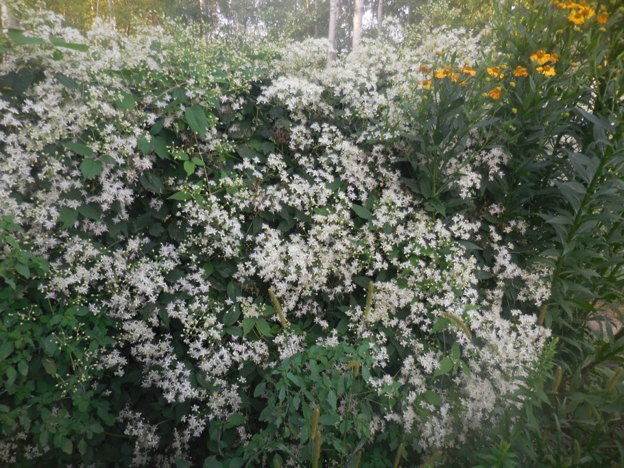 Клематис виргинский