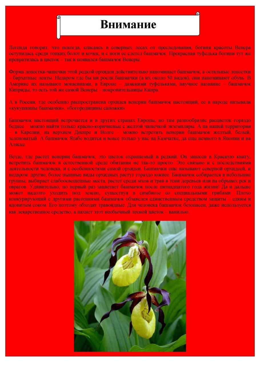 Красная книга Кыргызстана растения