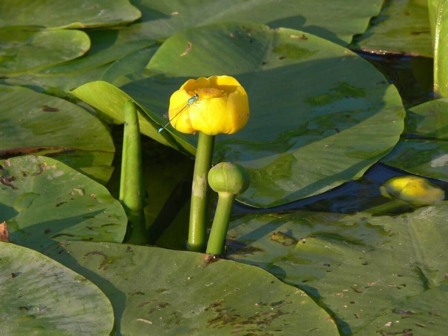 Растения Бузулукского Бора Оренбургской области