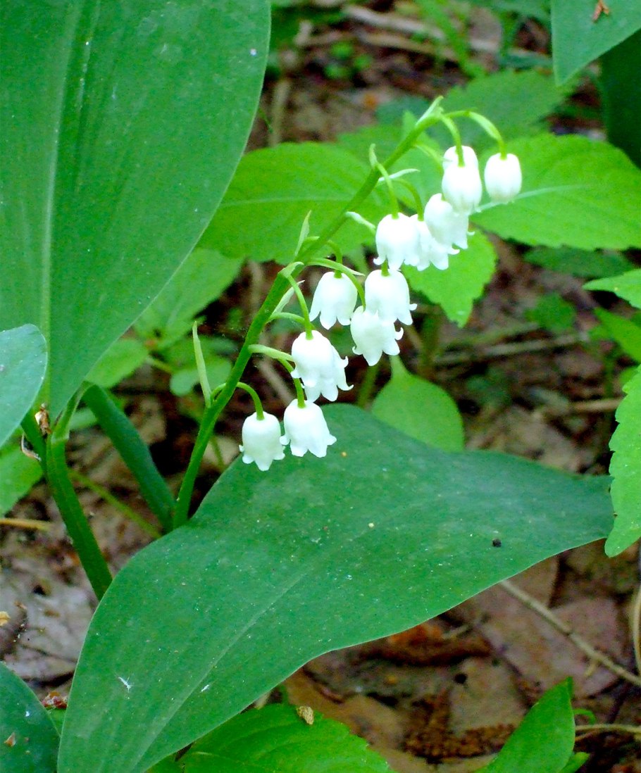 Ландыш Майский