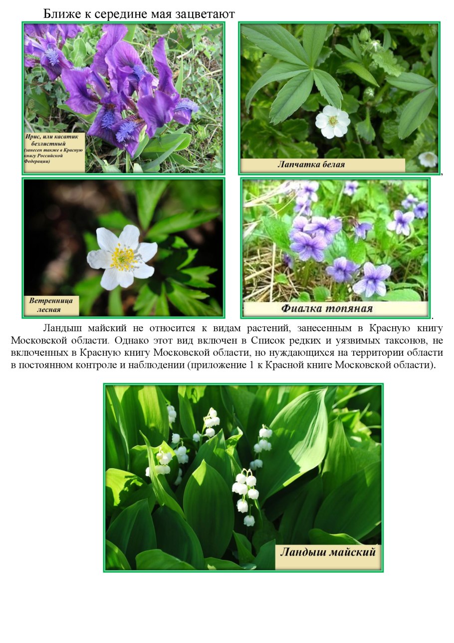 Ирис Сибирский Сноу куин