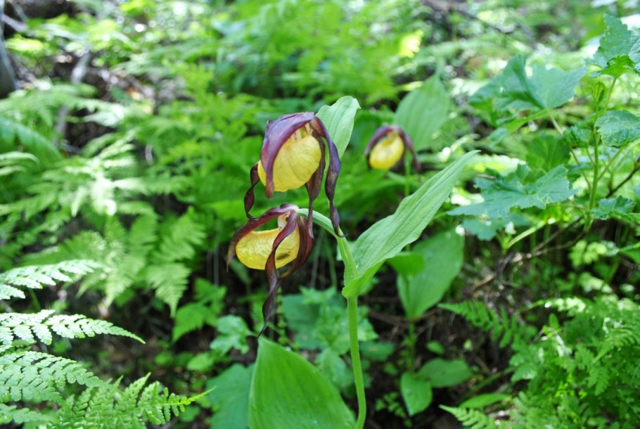 Растение венерин башмачок