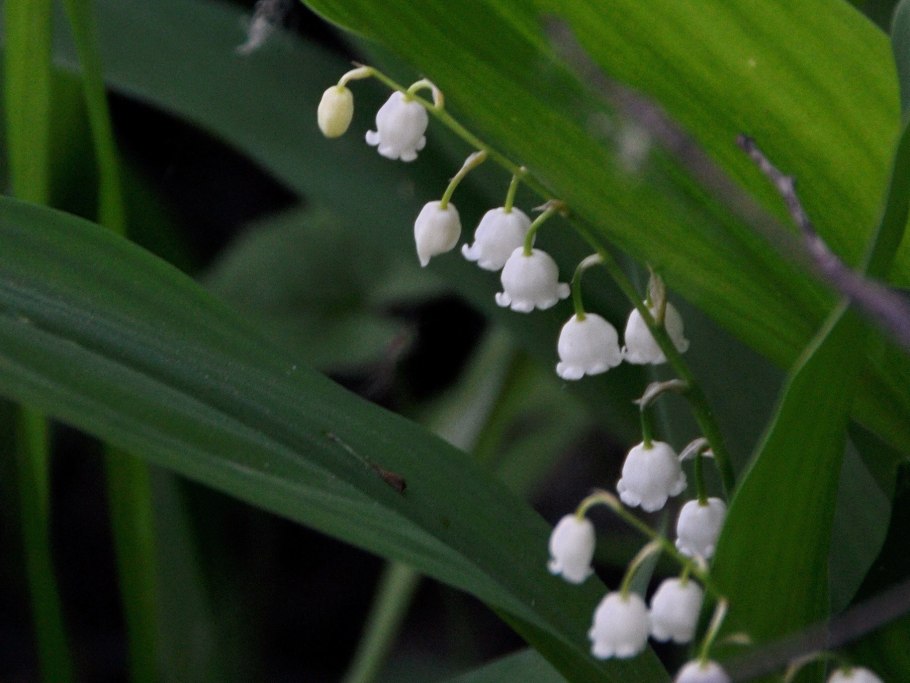 Ландыш Майский Лилейные