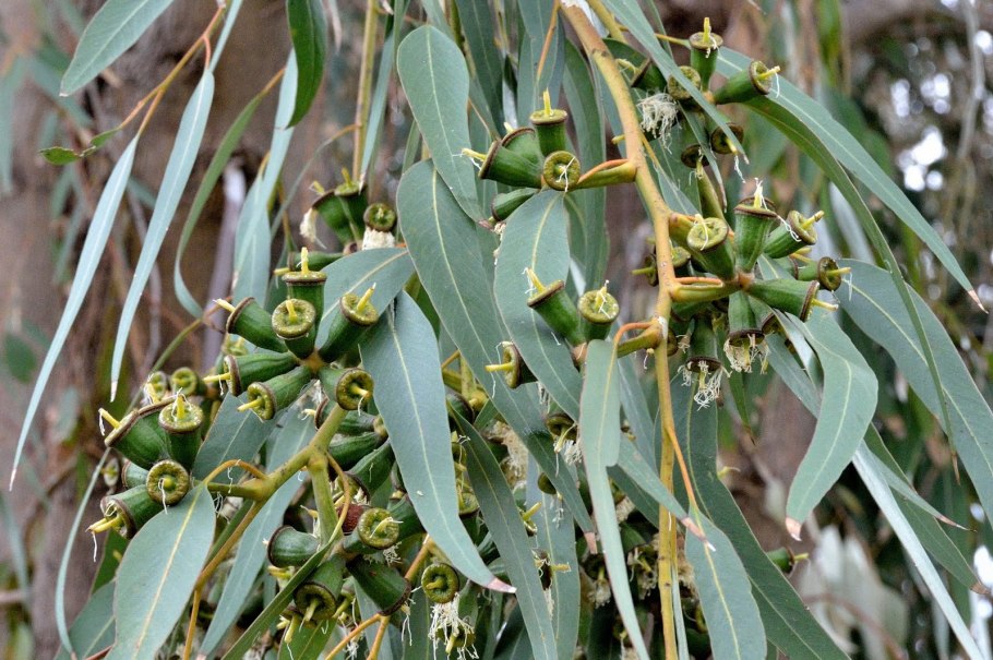 Эвкалипт прутьевидный