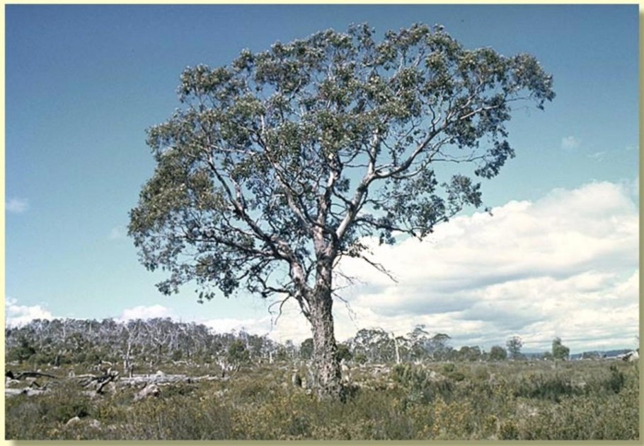 Eucalyptus gunnii дерево