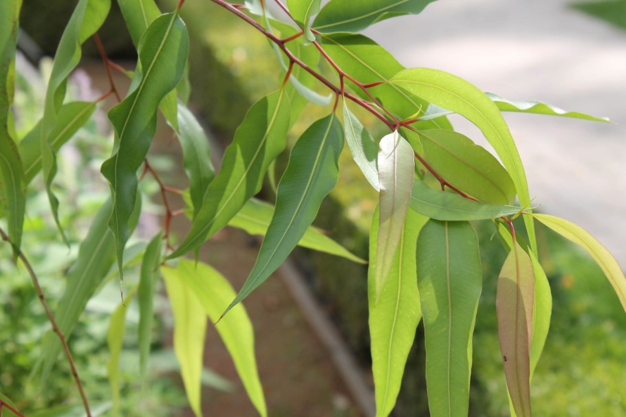 Эвкалипт иволистный
