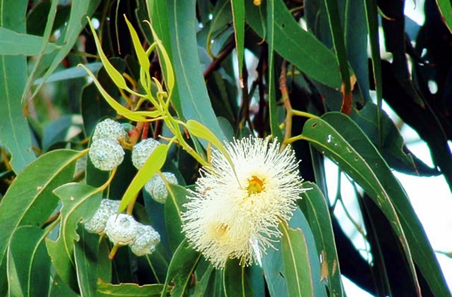 Эвкалипт иволистный