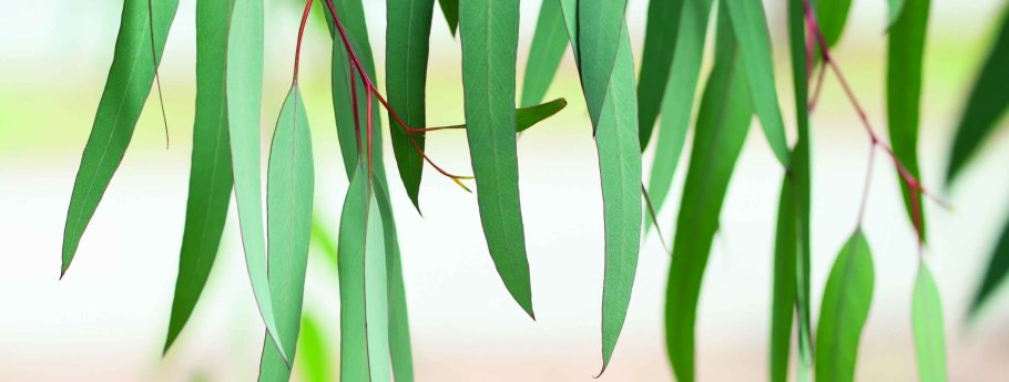 Эритрея дерево эвкалипты