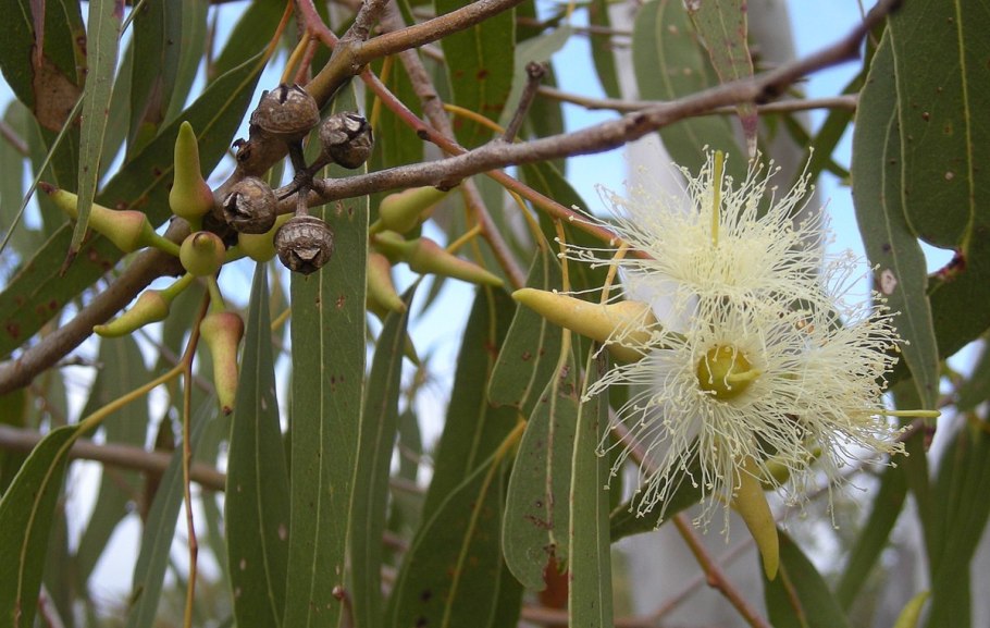 Eucalyptus Гунни