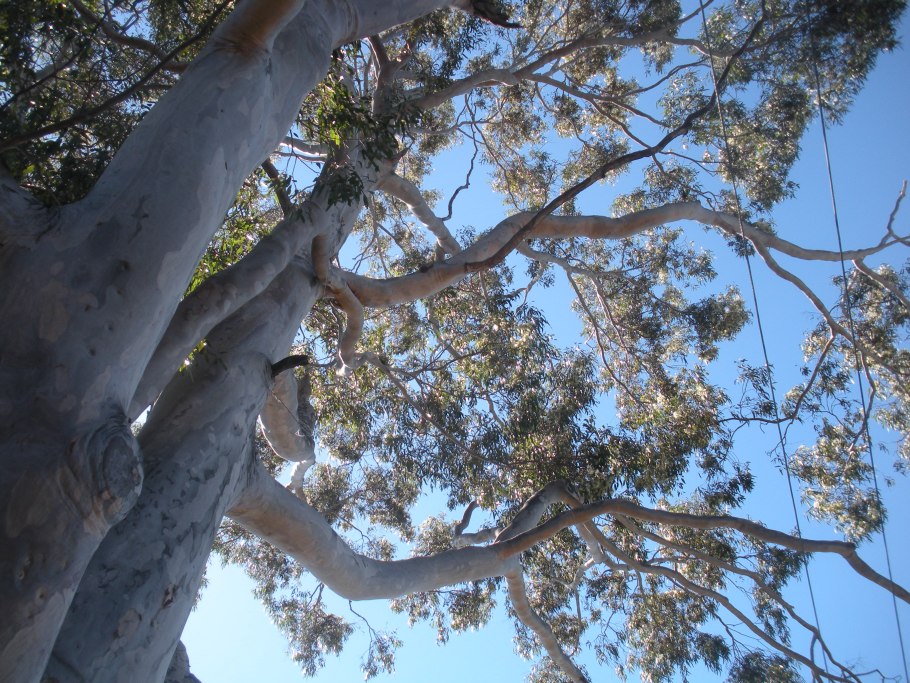 Эвкалипт Краснодарский