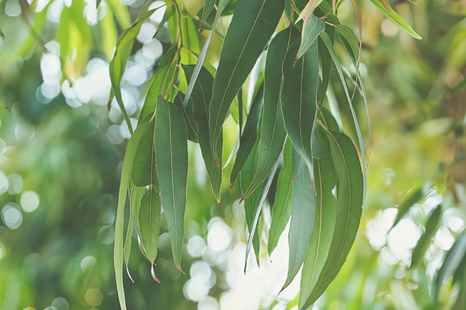 Эвкалипт лист