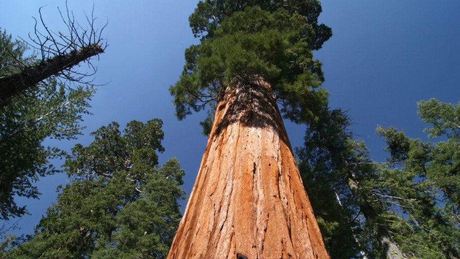 Секвойя дерево