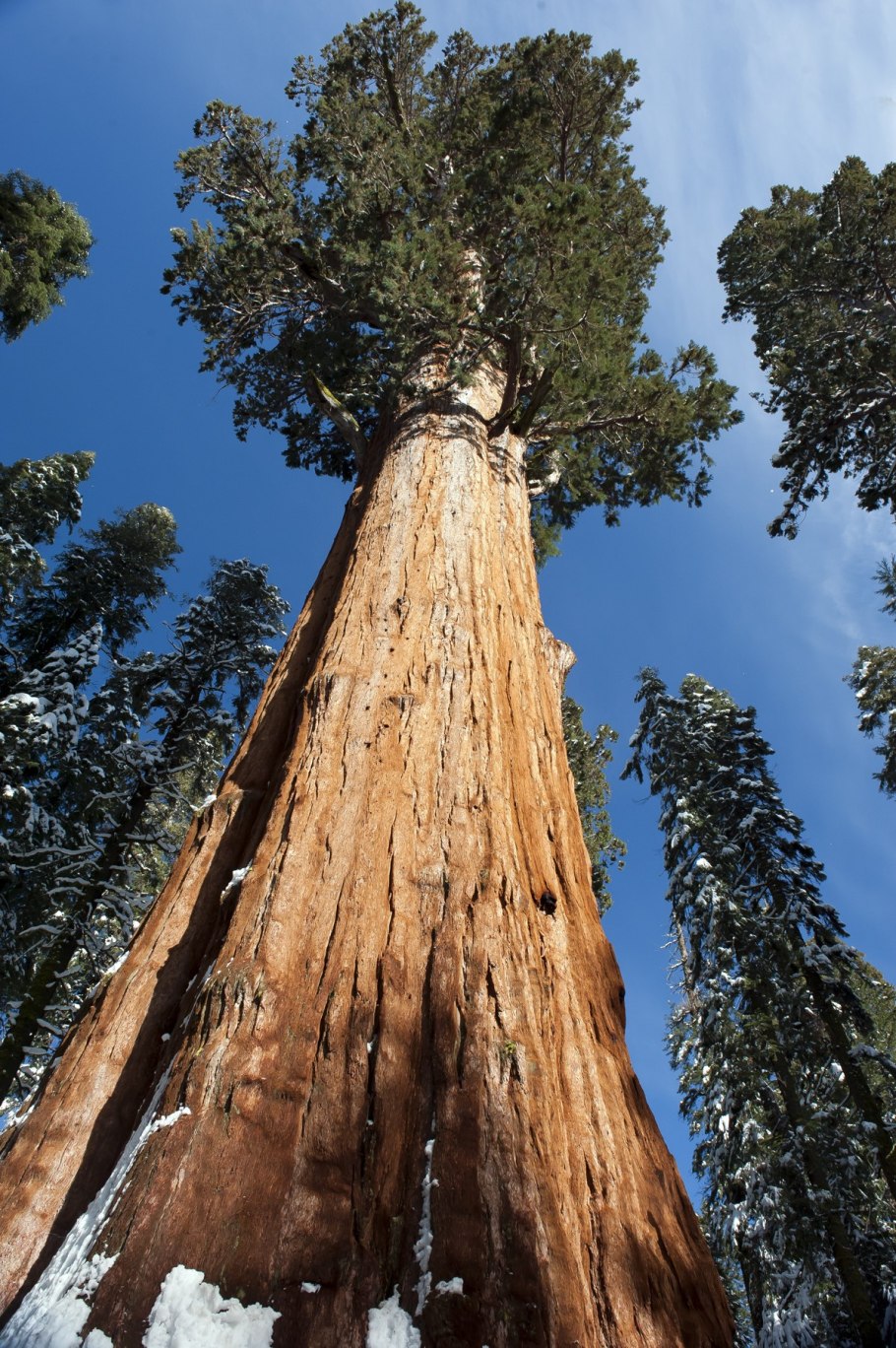 Североамериканская Секвойя