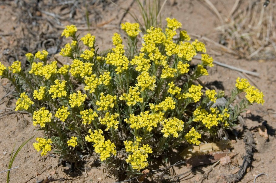 Бурачок Ленский - Alyssum Lenense Adams