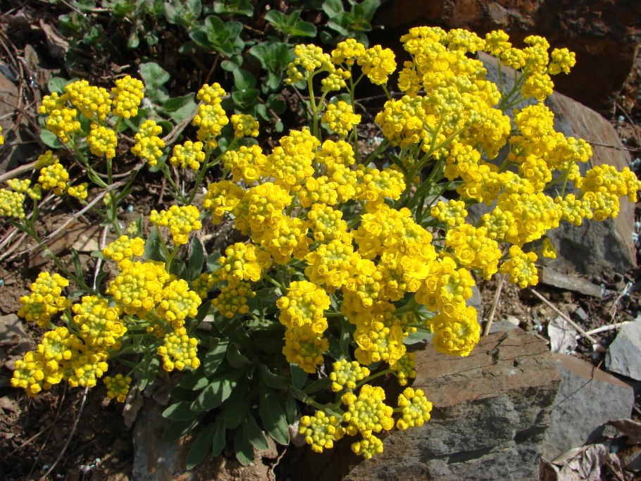 Бурачок Гмелина