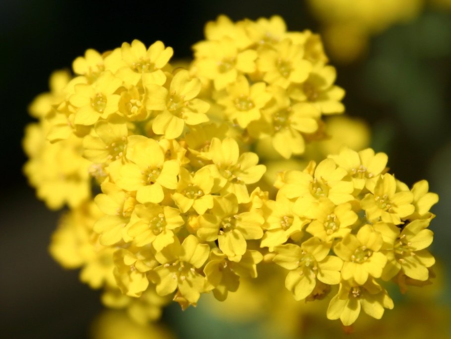 Alyssum large Flowers White